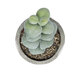 Artificial Garden SUCCULENT SEDEVERIA POTTED PLANT 21027 Διακοσμητικό Φυτό Σεδεβέρια  Φ5 x Υ11cm - 3