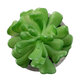 Artificial Garden SUCCULENT CRASSULA 21014 Διακοσμητικό Φυτό Παχύφυτο Κράσουλα Υ11.5cm - 3