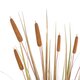 Artificial Garden TYPHA GRASS 21483 Τεχνητό Διακοσμητικό Φυτό Γρασίδι της Τύφας Μ70 x Π40 x Υ150cm - 3