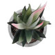 Artificial Garden SUCCULENT ALOE 21008 Διακοσμητικό Φυτό Παχύφυτο Αλόη Υ14cm - 3
