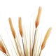 Artificial Garden PAMPAS GRASS 21476 Τεχνητό Διακοσμητικό Φυτό Μπεζ Πάμπας Μ90 x Π40 x Υ150cm - 3