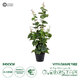 Artificial Garden VITIS GRAPE TREE 20379 Τεχνητό Διακοσμητικό Φυτό Άμπελος Υ90cm