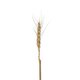 Artificial Garden REAL DRIED WHEAT GRASS 21488 Τεχνητό Διακοσμητικό Κλαδί Σιταριού Y30cm - 3