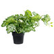 Artificial Garden BEGONIA PLANT 20958 Διακοσμητικό Φυτό Βιγόνια Φ47 x Υ22cm - 2