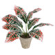 Artificial Garden RED AGLAONEMA POTTED PLANT 20901 Διακοσμητικό Φυτό Κόκκινο Αγλαόνημα Φ40 x Υ33cm - 2