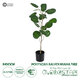 Artificial Garden POLYSCIAS BALFOURIANA TREE 20373 Τεχνητό Διακοσμητικό Φυτό Πολυσκιά Υ70cm