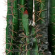 Artificial Garden MYRTILLOCACTUS 20128 Τεχνητό Διακοσμητικό Φυτό Μυρτιλλόκακτος Υ150cm - 4