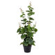 Artificial Garden VITIS GRAPE TREE 20379 Τεχνητό Διακοσμητικό Φυτό Άμπελος Υ90cm - 2