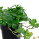 Artificial Garden SCHEFFLERA PLANT 20954 Διακοσμητικό Φυτό Σεφλέρα Φ18 x Υ17cm - 3