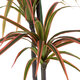 Artificial Garden DRAGON BLOOD TREE 20371 Τεχνητό Διακοσμητικό Φυτό Δράκαινα Υ220cm - 3