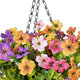 Artificial Garden GERBERA HANGING PLANT 20635 Τεχνητό Κρεμαστό Διακοσμητικό Φυτό Ζέρμπερας Y55cm - 5