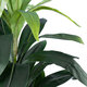Artificial Garden DRACAENA SILK 20042 Τεχνητό Διακοσμητικό Φυτό Δράκαινα Υ90cm - 3