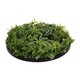 Artificial Garden VARIOUS PLANTS ROUND WALL DISC 20689 Τεχνητό Διακοσμητικό Στρογγυλό Πάνελ Φυλλωσιάς - Κάθετος Κήπος Μιξ Μ70 x Π70 x Υ15cm - 4