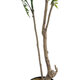 Artificial Garden GREEN NANDINA PLANT 20965 Διακοσμητικό Φυτό Πράσινη Ναντίνα Φ66 x Υ150cm - 4