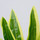 CORN PLANT 78285 Τεχνητό Φυτό Δράκαινα Αρωματική - Μπουκέτο Διακοσμητικών Φυτών - Κλαδιών με Φύλλωμα Πράσινο - Κίτρινο Υ48cm - 2