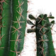 Artificial Garden MYRTILLOCACTUS 20128 Τεχνητό Διακοσμητικό Φυτό Μυρτιλλόκακτος Υ150cm - 3