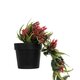 Artificial Garden HANGING RED PINE CONE 20869 Τεχνητό Κρεμαστό Διακοσμητικό Φυτό Κόκκινο Κουκουνάρι Μ17 x Π17 x Υ50cm - 4