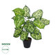 Artificial Garden DIEFFENBACHIA 20914 Διακοσμητικό Φυτό Υ75cm