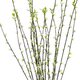 Artificial Garden GREEN WILLOW FLOWER BRANCH 21458 Τεχνητό Διακοσμητικό Κλαδί Λευκή Ιτιά Y86cm - 3