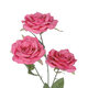 Artificial Garden  HOT PINK ROSE BRANCH 21135 Τεχνητό Διακοσμητικό Κλαδί Τριαντάφυλλο Έντονο Ροζ Y85cm - 3