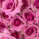 Artificial Garden ROSES STORY 20357 Τεχνητό Διακοσμητικό Πάνελ Λουλουδιών - Κάθετος Κήπος σύνθεση Βυσσινί Τριαντάφυλλα Μ40 x Π60 x Υ15cm - 6