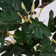 BELLYACHE BUSH 78219 Τεχνητό Φυτό Γιατρόφα - Μπουκέτο Διακοσμητικών Φυτών - Κλαδιών με Φύλλωμα Πράσινο - Κίτρινο - Κόκκινο Υ28cm - 2