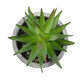 Artificial Garden SUCCULENT ALOE 21010 Διακοσμητικό Φυτό Παχύφυτο Αλόη Υ11cm - 3