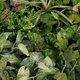 Artificial Garden VARIOUS PLANTS ROUND WALL DISC 20690 Τεχνητό Διακοσμητικό Στρογγυλό Πάνελ Φυλλωσιάς - Κάθετος Κήπος Μιξ Μ80 x Π80 x Υ20cm - 6