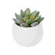 Artificial Garden SUCCULENT SEDEVERIA POTTED PLANT 20987 Διακοσμητικό Φυτό Σεδεβέρια Φ7 x Υ7,5cm - 2