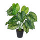 Artificial Garden CALATHEA 20912 Διακοσμητικό Φυτό Καλαθέα Υ75cm - 2