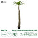 Artificial Garden PACHYPODIUM LAMEREI PALM TREE 20130 Τεχνητό Διακοσμητικό Φυτό Φοίνικας της Μαγαδασκάρης Υ175cm