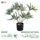 Artificial Garden BROADLEAF LADY PALM 20059 Τεχνητό Διακοσμητικό Φυτό Πλατύφυλλος Φοίνικας Μπαμπού Υ50cm