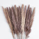 Artificial Garden REAL DRIED BROWN PAMPAS GRASS BUNCH 21115 Αποξηραμένο Διακοσμητικό Μπουκέτο Pampas Kάφε Y50cm - 3