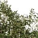 Artificial Garden OLIVE TREE 21112 Τεχνητό Διακοσμητικό Δέντρο Ελιά Υ220cm - 2