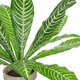 Artificial Garden  ZEBRA POTTED PLANT 20906 Διακοσμητικό Φυτό Ζέμπρα Φ40 x Υ33cm - 3