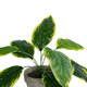 Artificial Garden YELLOW HOSTA 20899 Τεχνητό Διακοσμητικό Φυτό Κίτρινη Χόστα Υ40cm - 3