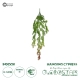 Artificial Garden HANGING CYPRESS 20822 Τεχνητό Διακοσμητικό Κρεμαστό Φυτό Κυπαρίσσι Μ25 x Π15 x Υ80cm