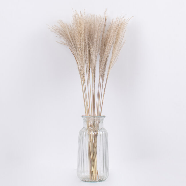 MISCANTHUS 36535 Αποξηραμένο Φυτό Μίσχανθος - Μπουκέτο Διακοσμητικών Κλαδιών Μπεζ Υ60cm