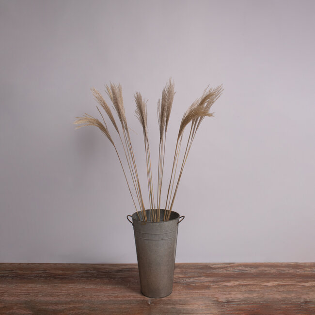 MISCANTHUS 36538 Αποξηραμένο Φυτό Μίσχανθος - Μπουκέτο Διακοσμητικών Κλαδιών Μπεζ Υ120cm