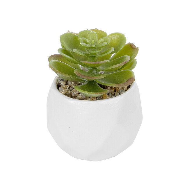 Artificial Garden SUCCULENT ECHEVERIA POTTED PLANT 20991 Διακοσμητικό Φυτό Εχεβέρια Φ6 x Υ8,5cm Artificial Garden SUCCULENT ECHEVERIA POTTED PLANT 20991 Διακοσμητικό Φυτό Εχεβέρια Φ6 x Υ8,5cm