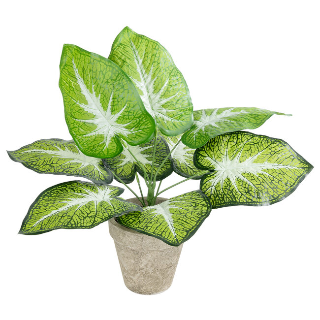 Artificial Garden CALADIUM POTTED PLANT 20894 Διακοσμητικό Φυτό Καλάντιουμ Φ40 x Υ33cm Artificial Garden CALADIUM POTTED PLANT 20894 Διακοσμητικό Φυτό Καλάντιουμ Φ40 x Υ33cm