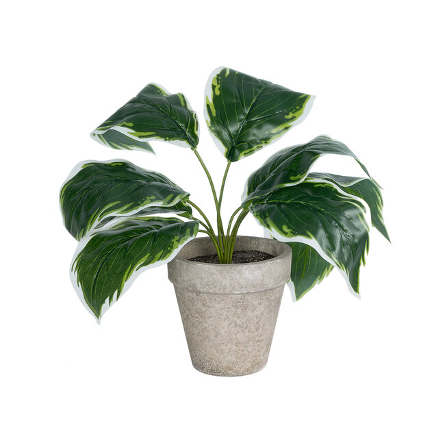 Artificial Garden WHITE HOSTA 20900 Διακοσμητικό Φυτό Λευκή  Χόστα Υ40cm