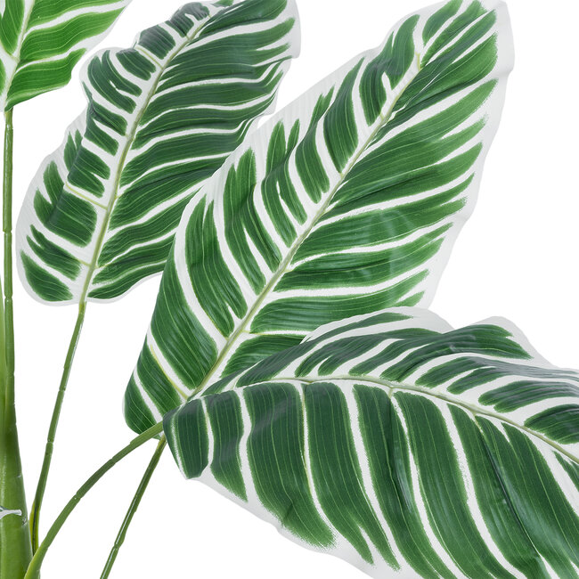 Artificial Garden WHITE ZEBRA 20943 Τεχνητό Διακοσμητικό Φυτό Λευκή Ζέβρα Υ90cm - 3