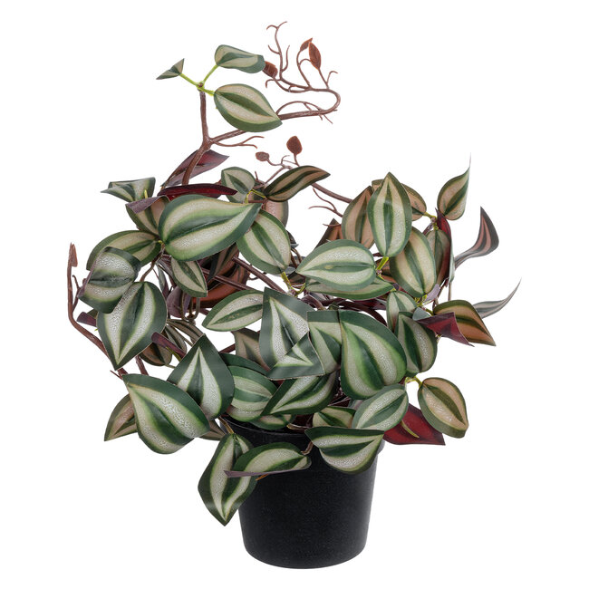 Artificial Garden ZEBRINA PLANT 20961 Διακοσμητικό Φυτό Ζεμπρίνα Φ45 x Υ22cm Artificial Garden ZEBRINA PLANT 20961 Διακοσμητικό Φυτό Ζεμπρίνα Φ45 x Υ22cm