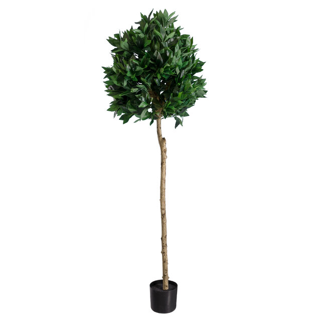 Artificial Garden LAUREL 20085 Τεχνητό Διακοσμητικό Φυτό Δάφνη Υ150cm - 2