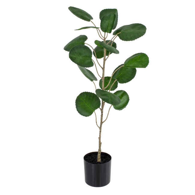 Artificial Garden POLYSCIAS BALFOURIANA TREE 20373 Τεχνητό Διακοσμητικό Φυτό Πολυσκιά Υ70cm Artificial Garden POLYSCIAS BALFOURIANA TREE 20373 Τεχνητό Διακοσμητικό Φυτό Πολυσκιά Υ70cm