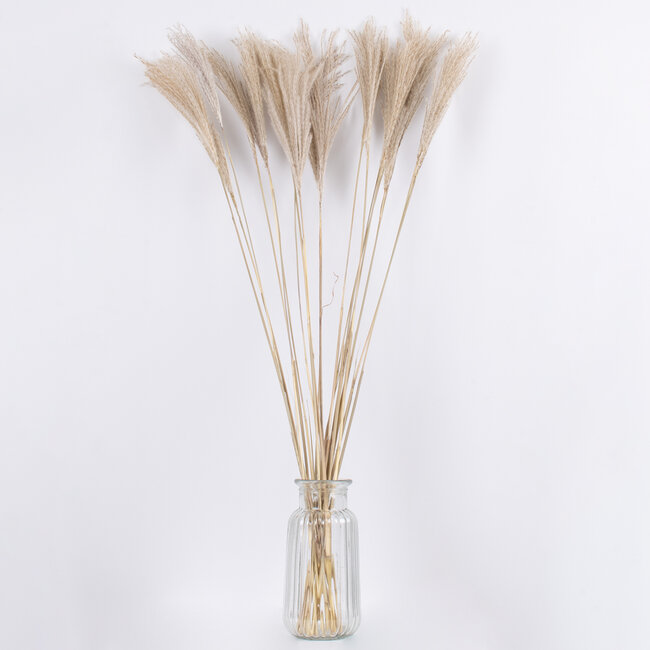 MISCANTHUS 36537 Αποξηραμένο Φυτό Μίσχανθος - Μπουκέτο Διακοσμητικών Κλαδιών Μπεζ Υ100cm