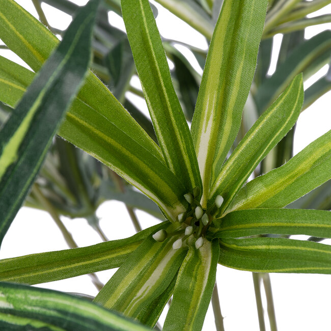 Artificial Garden BROADLEAF LADY PALM 20059 Τεχνητό Διακοσμητικό Φυτό Πλατύφυλλος Φοίνικας Μπαμπού Υ50cm Artificial Garden BROADLEAF LADY PALM 20059 Τεχνητό Διακοσμητικό Φυτό Πλατύφυλλος Φοίνικας Μπαμπού Υ50cm