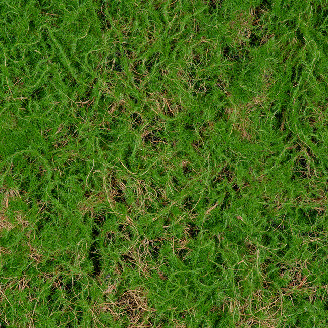 Artificial Garden BRYOPHYTA 20144 Τεχνητό Διακοσμητικό Πάνελ Φυλλωσιάς - Κάθετος Κήπος Βρύα Μ100 x Π100 x Υ3cm - 5