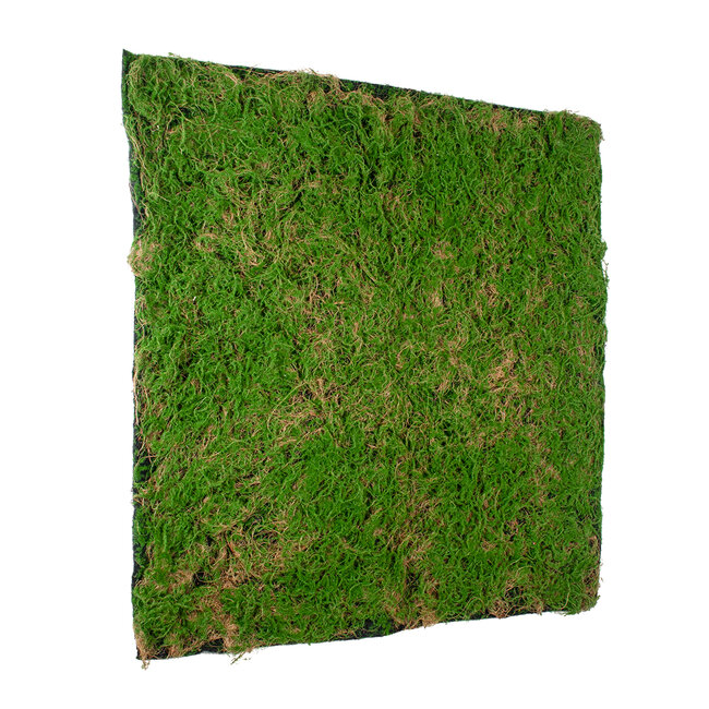 Artificial Garden BRYOPHYTA 20144 Τεχνητό Διακοσμητικό Πάνελ Φυλλωσιάς - Κάθετος Κήπος Βρύα Μ100 x Π100 x Υ3cm - 4